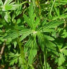 Geranium richardsonii