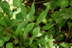 Polygonatum biflorum