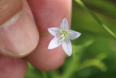 Campanula aparinoides
