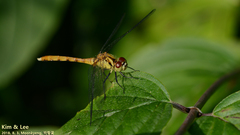 Sympetrum