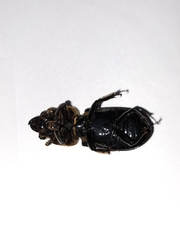 Odontotaenius disjunctus