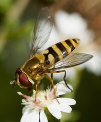 Syrphus rectus