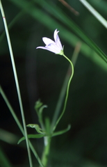 Campanula aparinoides