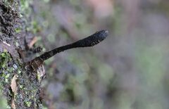 Geoglossum