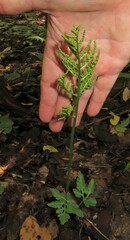 Sceptridium dissectum