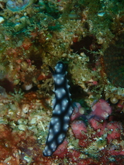 Phyllidiella