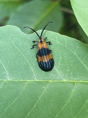 Calopteron terminale