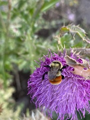 Bombus huntii