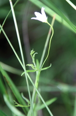 Campanula aparinoides