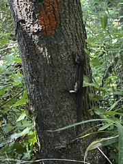Plestiodon