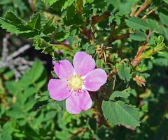 Rosa woodsii