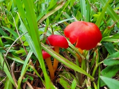 Hygrocybe cantharellus