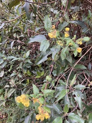 Calceolaria crenata