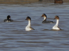 Podiceps occipitalis