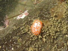Limacia mcdonaldi