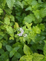 Mentha spicata