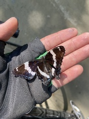 Limenitis arthemis arthemis