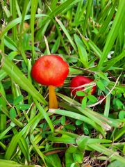 Hygrocybe cantharellus