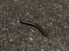 Narceus americanus