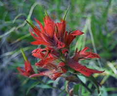 Castilleja miniata
