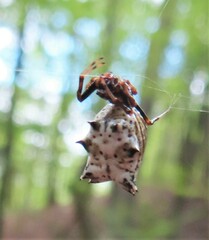 Micrathena gracilis