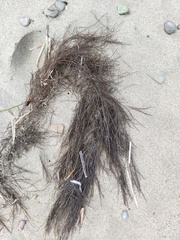 Desmarestia aculeata