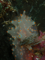 Halgerda batangas