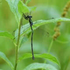 Lestes inaequalis