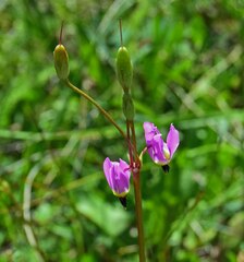 Primula pauciflora