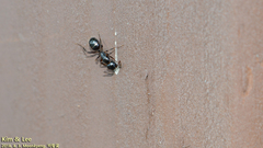Camponotus nipponensis