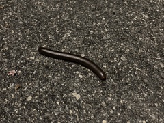 Narceus americanus
