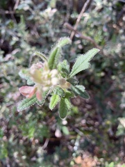 Xanthosia pilosa
