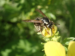 Dolichovespula arctica