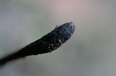 Geoglossum