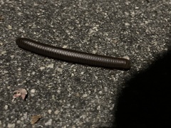 Narceus americanus