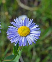 Erigeron speciosus