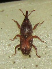 Sitophilus
