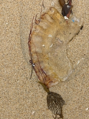 Chrysaora fuscescens