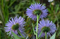 Erigeron speciosus