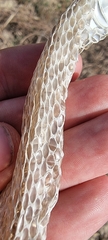 Serpentes