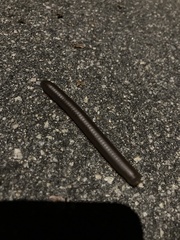 Narceus americanus