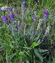 Oxytropis splendens