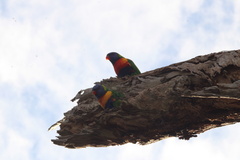 Trichoglossus moluccanus