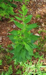 Solidago