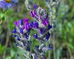Oxytropis splendens