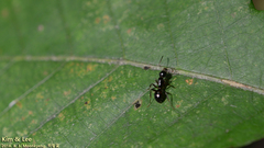 Camponotus nipponensis