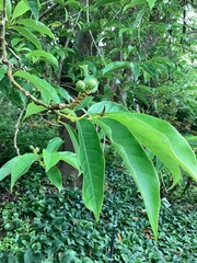 Magnolia
