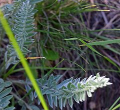 Oxytropis splendens