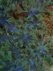 Conglomeratusclera coerulea