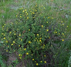 Dasiphora fruticosa